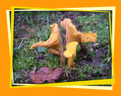 Chanterelles ou Girolles