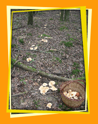 T&acirc;che de pieds de mouton